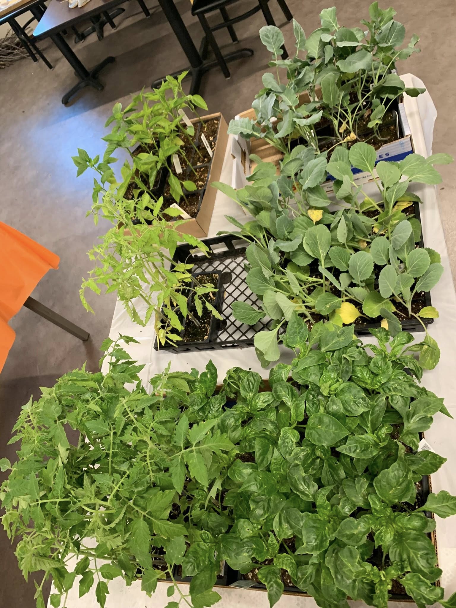 Container Garden for Kids & Adults | with Marquette Co Gardeners